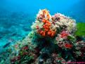 Falso-coral-rojo